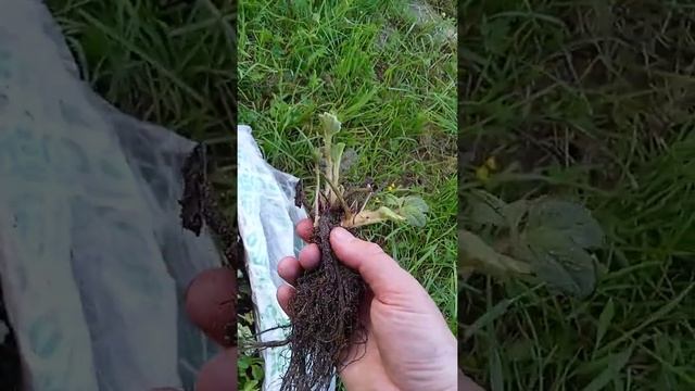 Клубника фриго сорт Магнус смотреть онлайн