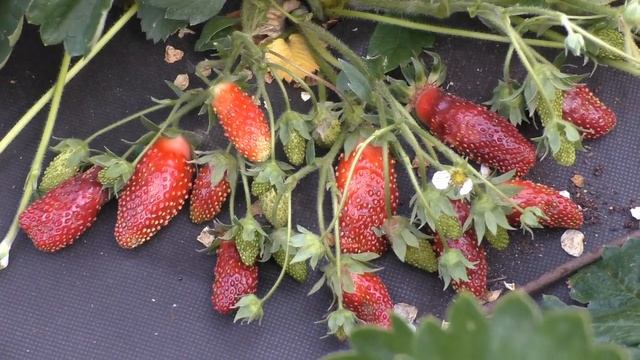 Земклуника Купчиха смотреть онлайн