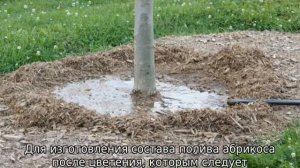 Чем подкормить абрикос весной