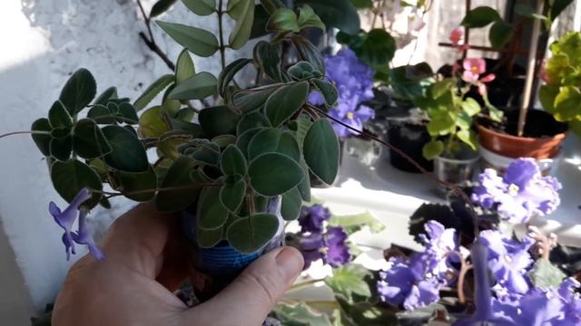 #Всем, всем, всем любителям комнатных растений/цветов. Часть моего цветущего балкона. смотреть онлайн