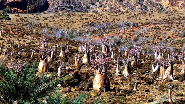 Socotra Island, The Hidden Land - Republic Of Yemen (HD1080p)