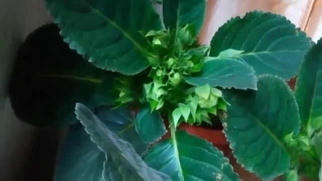 Глоксинии на полках цветение 2019 год смотреть онлайн