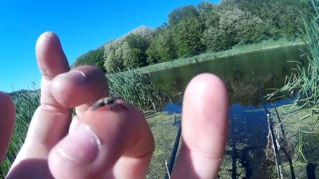 Дресированый паук-скакун.Jumping Spiders. смотреть онлайн