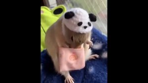 ГРЫЗУНЫ СУРКИ И СУСЛИКИ ТАКИЕ ПРИКОЛЬНЫЕ И СМЕШНЫЕ ??????