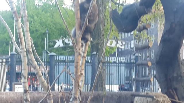 Енот смотреть онлайн