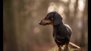 ТОП 5 ЛУЧШИХ ПОРОД СОБАК ДЛЯ КВАРТИРЫ, часть 1/Лучшие собаки для квартиры