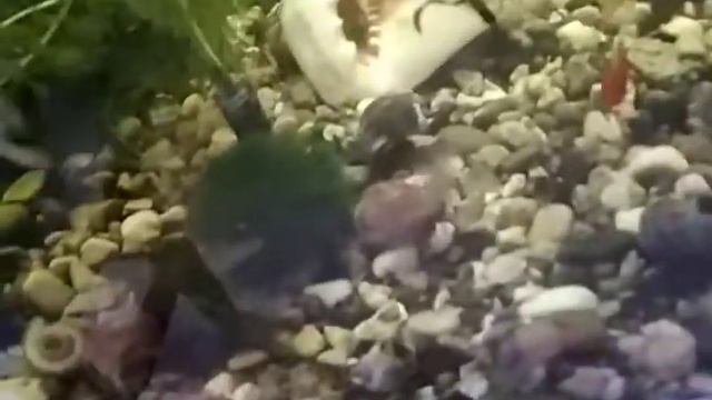 Сомик анциструс соскабливает налет смотреть онлайн