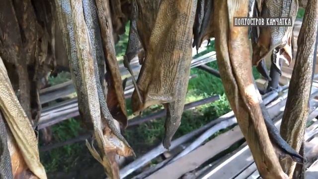 Питомник камчатских ездовых собак | Каратинские каюры | Как воспитать чемпиона смотреть онлайн