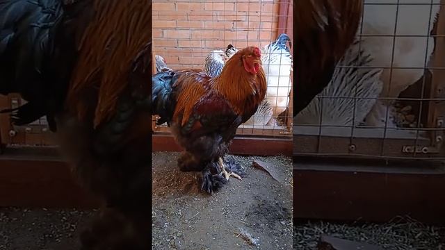 КУРОПАТЧАТЫЙ петух Брама... смотреть онлайн