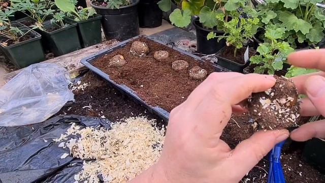 2021 How to start your Begonia tubers смотреть онлайн