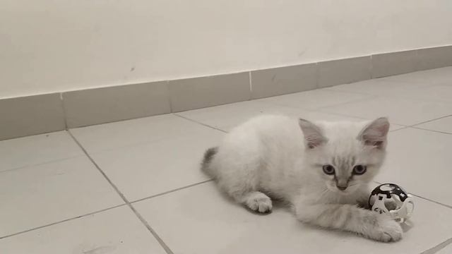 Котенок, 2 мес., табби-поинт смотреть онлайн