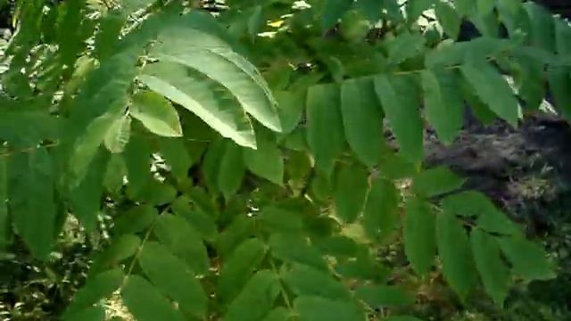 Отличие ореха маньчжурского от ореха серого