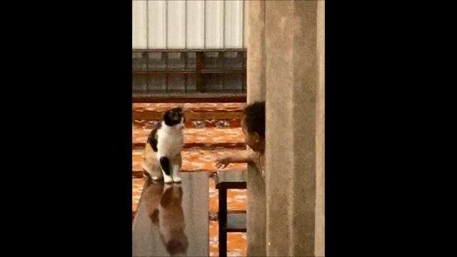 Кошка в голубой мечети смотреть онлайн