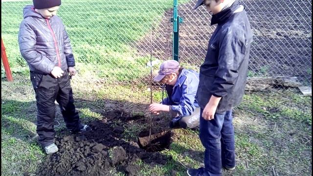 Высадка саженцев яблони. Как посадить яблоню. Посадка яблони весной. ЯБЛОНЕВЫЙ САД. Дити садили сад смотреть онлайн