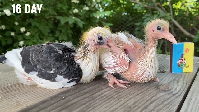 От ЯЙЦА до ВЗРОСЛОГО? Как растут птенцы Голубей по дням? / How pigeon chicks grow by day смотреть онлайн