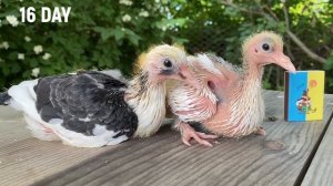 От ЯЙЦА до ВЗРОСЛОГО? Как растут птенцы Голубей по дням? / How pigeon chicks grow by day