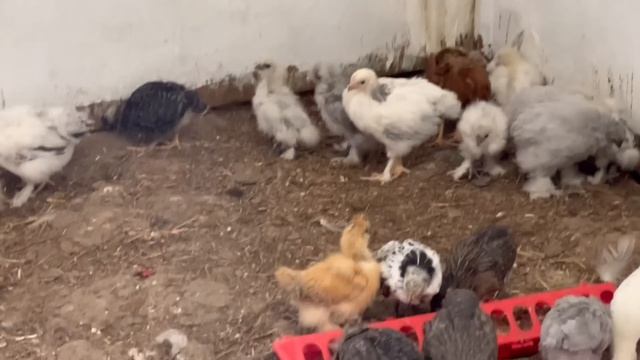 МЫ ДОМА / ОБЗОР МОЕГО БОГАТСТВА/ США/ смотреть онлайн