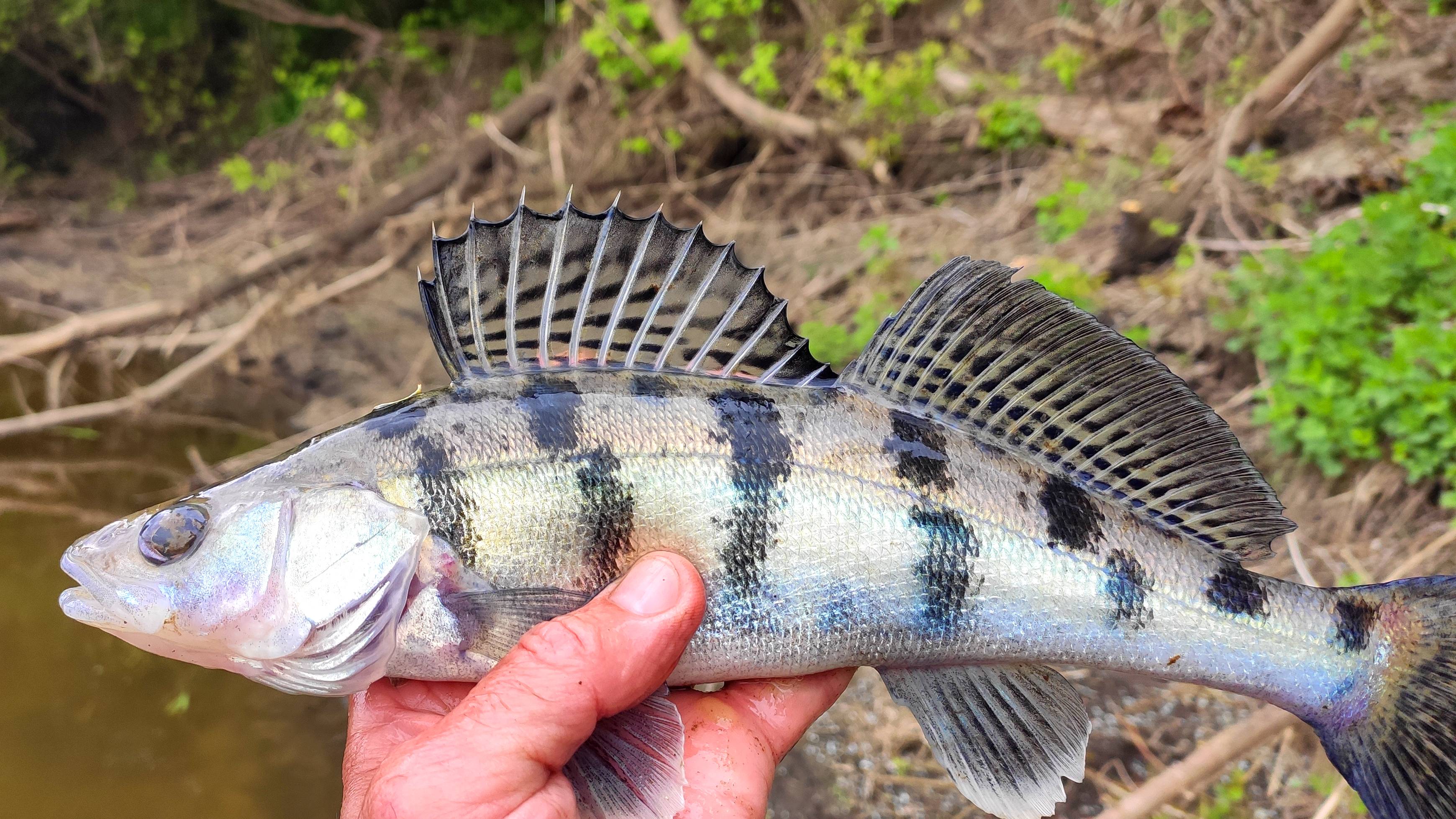 МОЩНЫЙ БЕРШ. смотреть онлайн