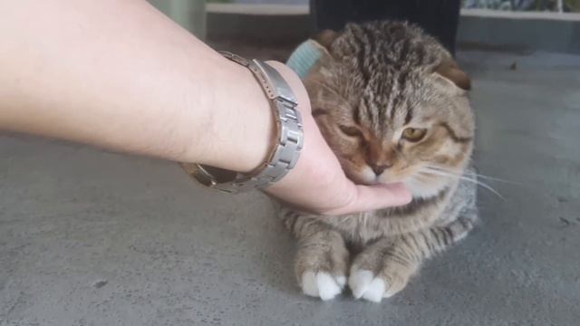 How Cat React When Seeing Stranger 1st Time - Running or Being Friendly 13? | Viral Cat смотреть онлайн