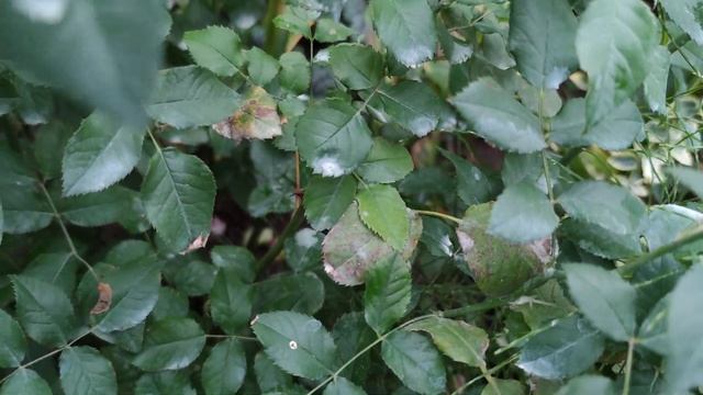 Спрашивали - Отвечаю! Флорибунда Jacky's Favorite. В в каком состоянии, как нарастила куст, цветени смотреть онлайн