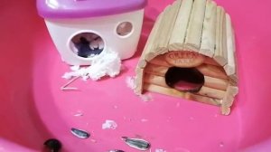 Как соединить чтобы вместе жили Джунгарские хомяки Постепенно пусть привыкают к друг другу