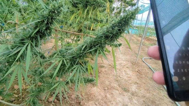 Landrace Thai at a grow in the mountains of Phetchabun смотреть онлайн