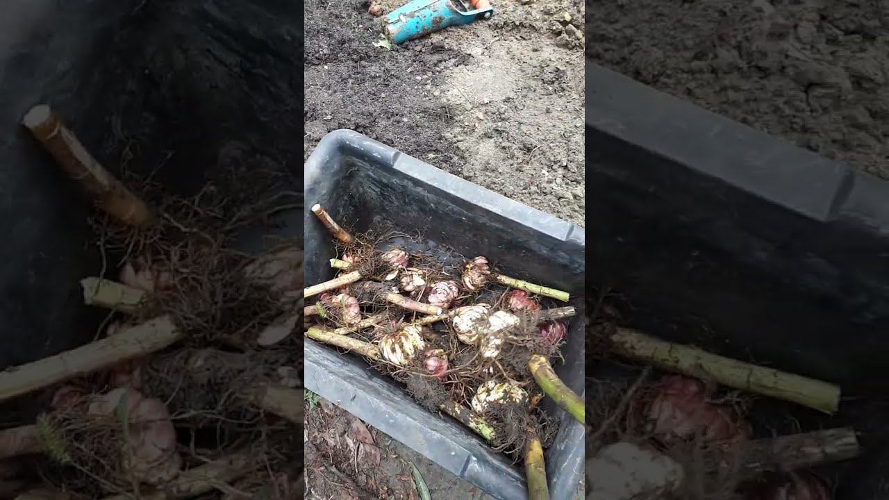 ЛИЛИИ в саду когда цветут вызывают восторг. Пересадка лилий осенью на новое место жительства. смотреть онлайн