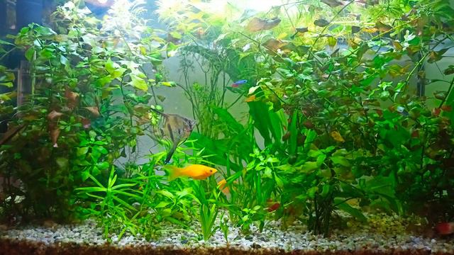 relaxing nature aquarium 4k / Настоящий аквариум 4K/ Красивые рыбки для аквариума смотреть онлайн