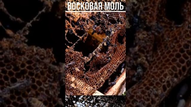 Восковая моль. Причины появления и признаки поражения паразитом #shorts смотреть онлайн