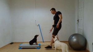 Цвергпинчер Дрессировка цвергпипчера Как дрессировать цвергпипчера занятие с собакой