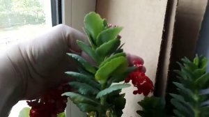 Цветы на окне . Какие красивые домашние цветы . Уход  . Видео . Цветы дома . Как ухаживать цветами