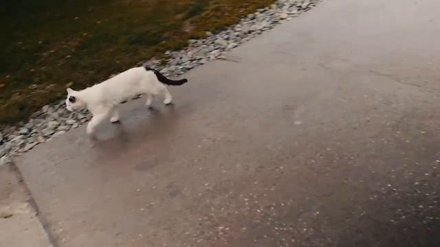 Старатели в Казани. смотреть онлайн