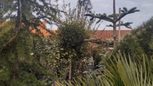 обзор на османтус разнолистный посадка и уход .