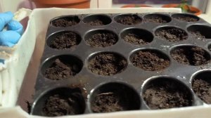 Бальзамин Том Тамб смесь его посев на рассаду