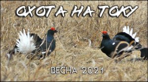 Весенняя охота на тетеревином току | Охота на косачей