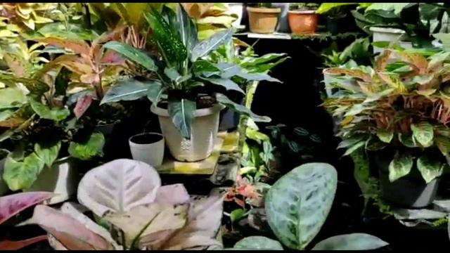 Harga Tanaman Hias di Ayuning Puspa Nursery смотреть онлайн