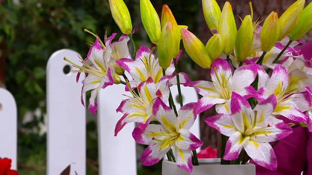 Phillip Watson Designs 7-Piece Asiatic Lollypop Lilies Live Bulbs On QVC