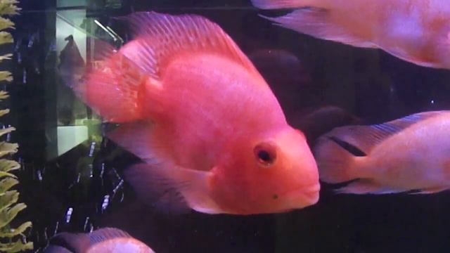 АКВАРИУМНЫЕ РЫБКИ смотреть онлайн