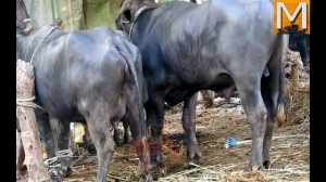 Mating Bull with cow #52