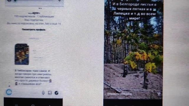 Что за коричневые пятна на листьях, фотографиями которых необразованные люди активно делятся? смотреть онлайн