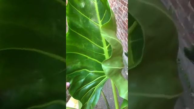 Alocasia New Guinea Gold/Алоказия Нью Гвинея Голд смотреть онлайн
