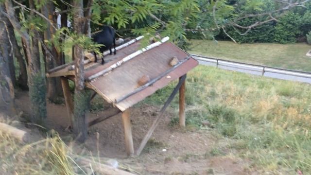 Козлы! // Драка Альпийских козлов смотреть онлайн