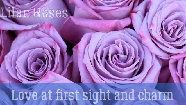 Meaning of Different Colors of Roses - What do different rose colors symbolize? смотреть онлайн