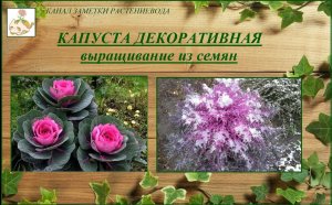 Капуста декоративная выращивание рассады, посадка, вегетация