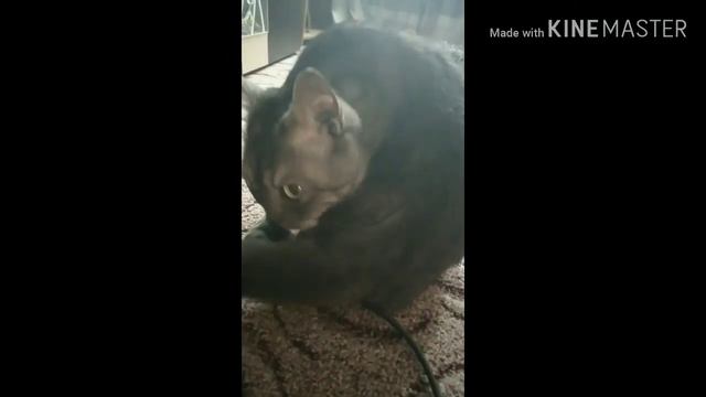 Не снимайте котов когда они лижутся ни то... смотреть онлайн