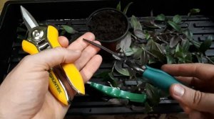 Делаю СРАЗУ ПЫШНЫЕ кусты традесканции! Без секретов доступно каждому! Бери и делай!