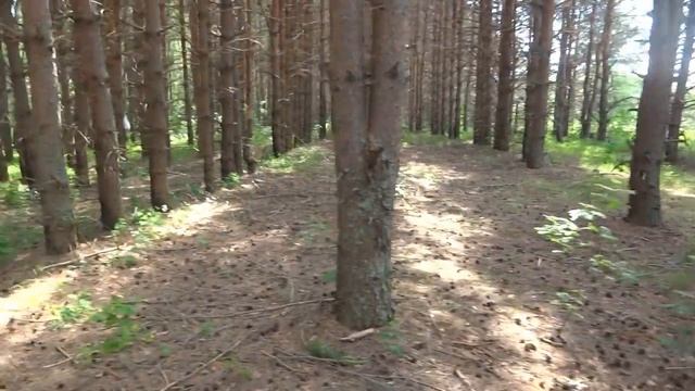 Лес в поместье. Собственый лесок на своем участке. смотреть онлайн