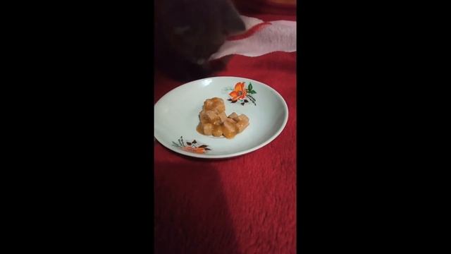 Как растет котенок. Дали кличку котенку Пушок. смотреть онлайн