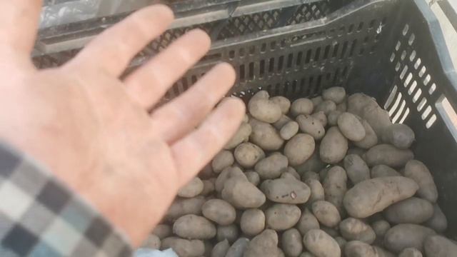 Купить Сарпо Мира картофель уже в продаже на сайте Помидом весна 2021, картофель дикий Аня, Озетт.. смотреть онлайн