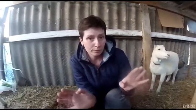 #альбинаякубовская#на шиномонтажке /мой козий дворик/имена для козлят смотреть онлайн